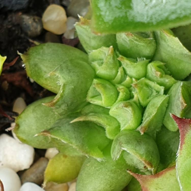 Plant image Sempervivum Pittoni