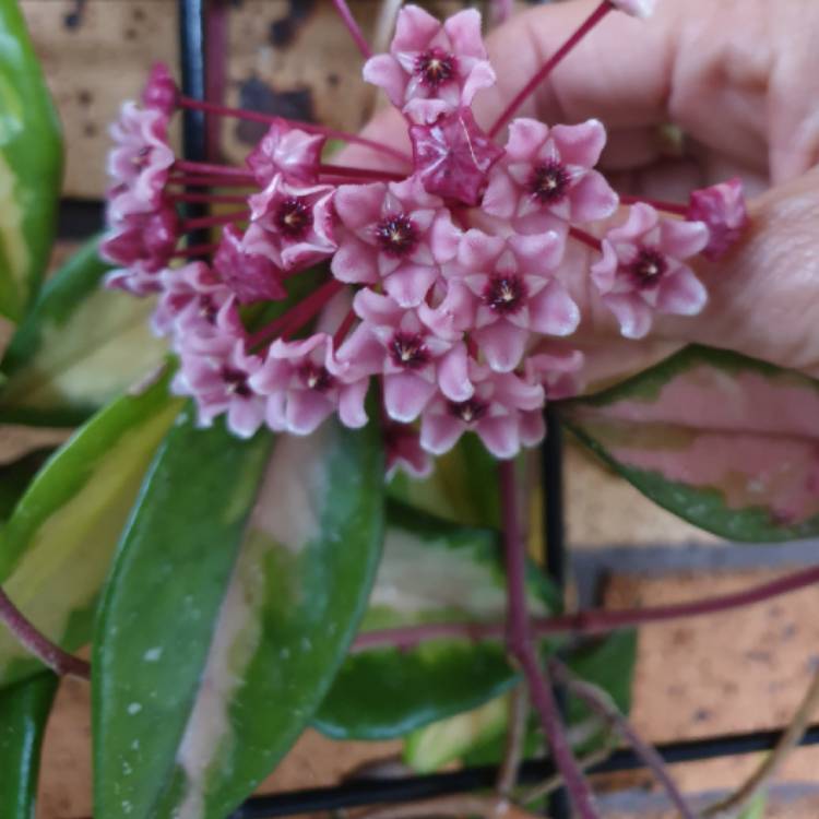 Plant image Hoya carnosa 'Krimson Princess' syn. Hoya carnosa 'Rubra'