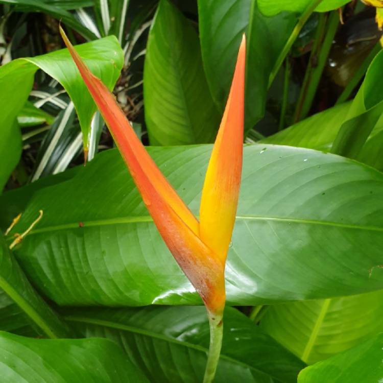 plant image 1230028 plant image 1230028
