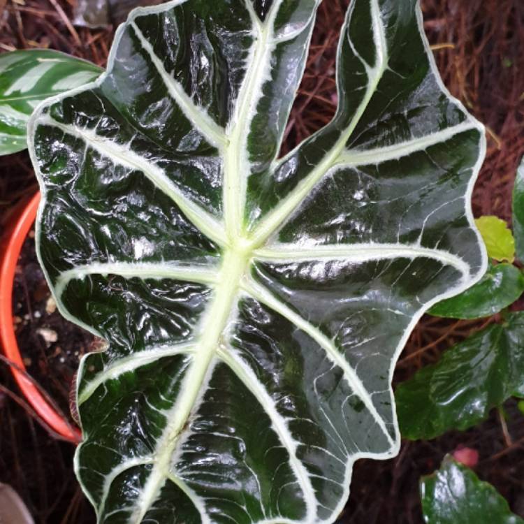 plant image 1230030