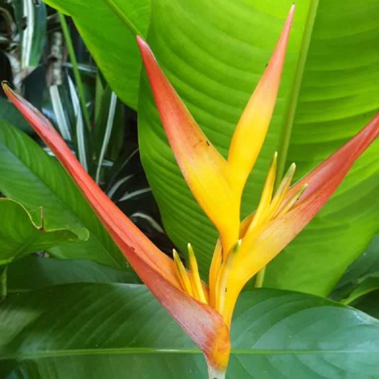 plant image 1235277 plant image 1235277