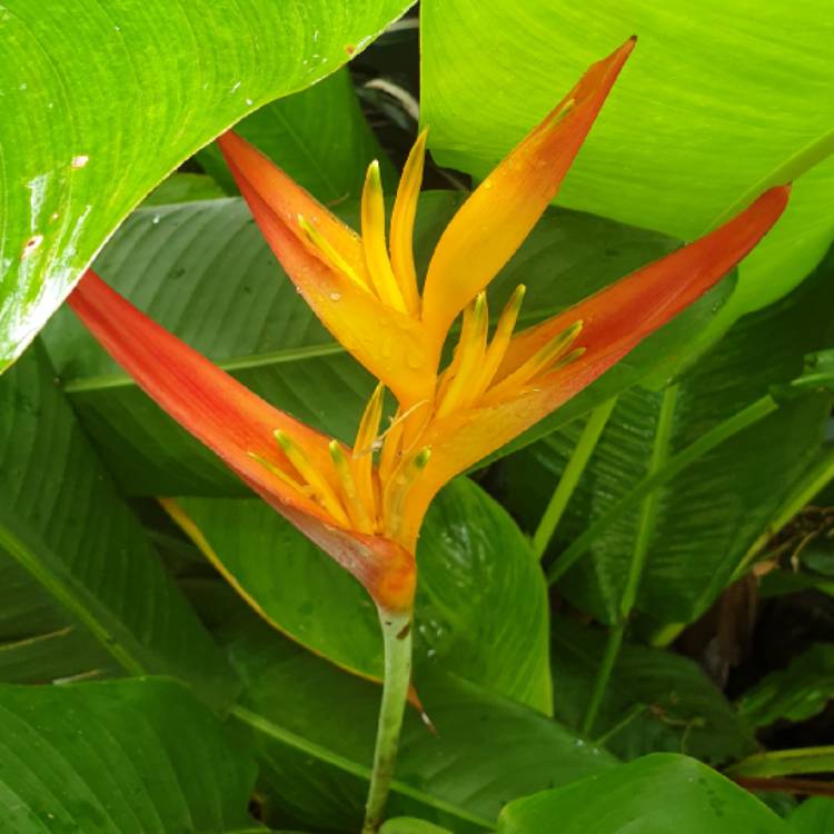 plant image 1237253 plant image 1237253