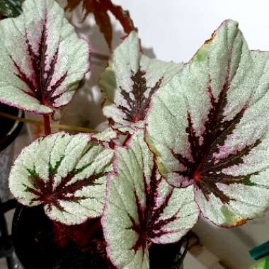Begonia (Rex Cultorum Group)  syn. Begonia rex