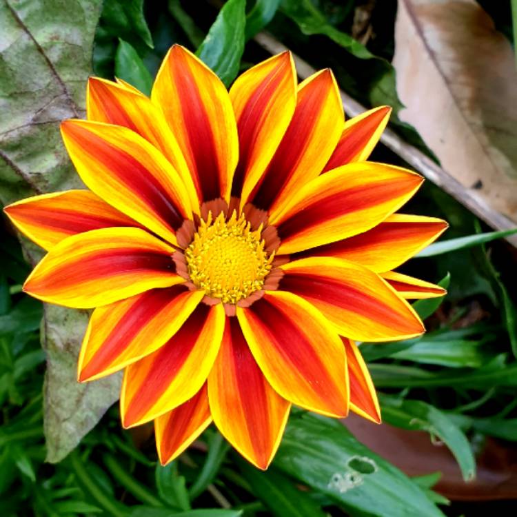 Plant image Gazania 'Tiger Stripes Mixed'