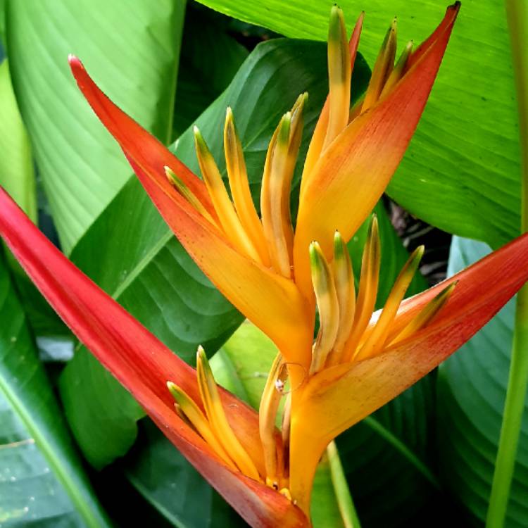 Plant image Heliconia
