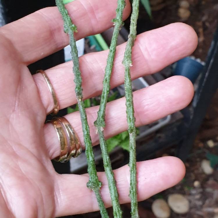 plant image 1242155