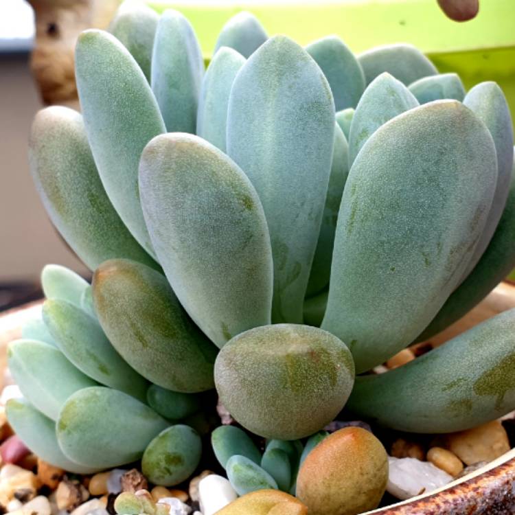 plant image 1242616 plant image 1242616