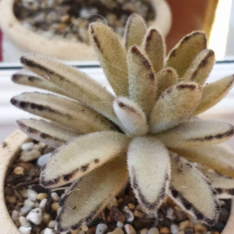 Plant image Kalanchoe tomentosa 'Teddy Bear'