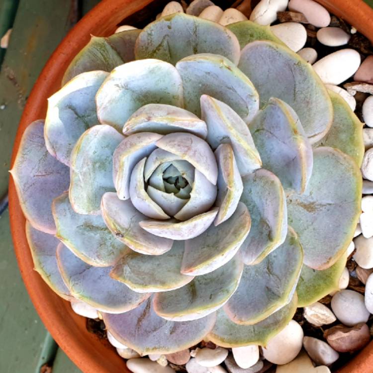 plant image 1250372 plant image 1250372