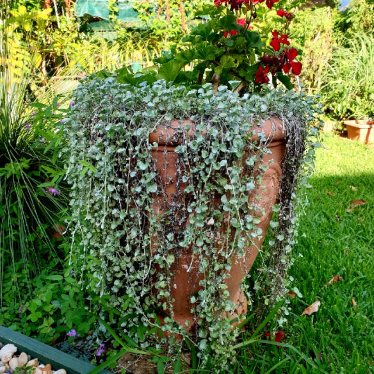 plant image 1251232