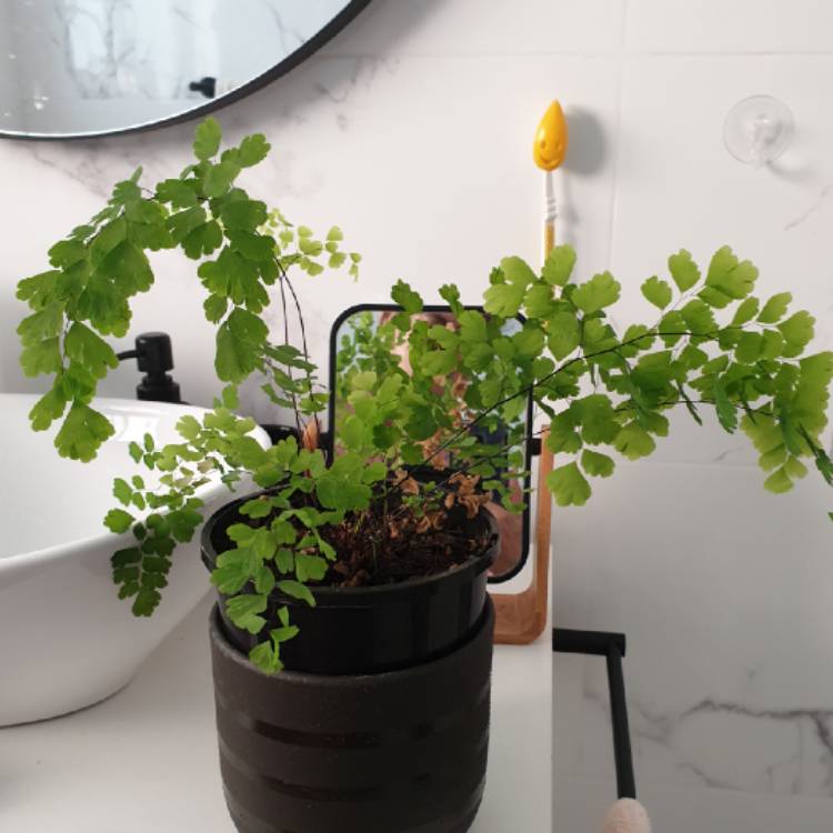 Plant image Adiantum Mairisii