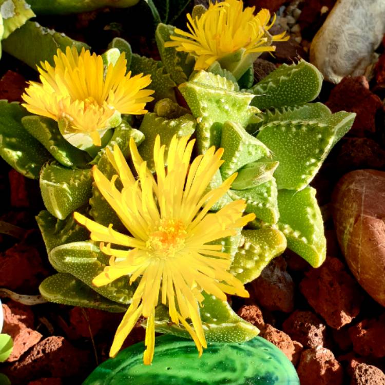 plant image 1253825 plant image 1253825