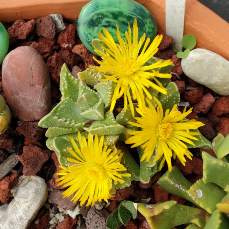 plant image 1254623 plant image 1254623