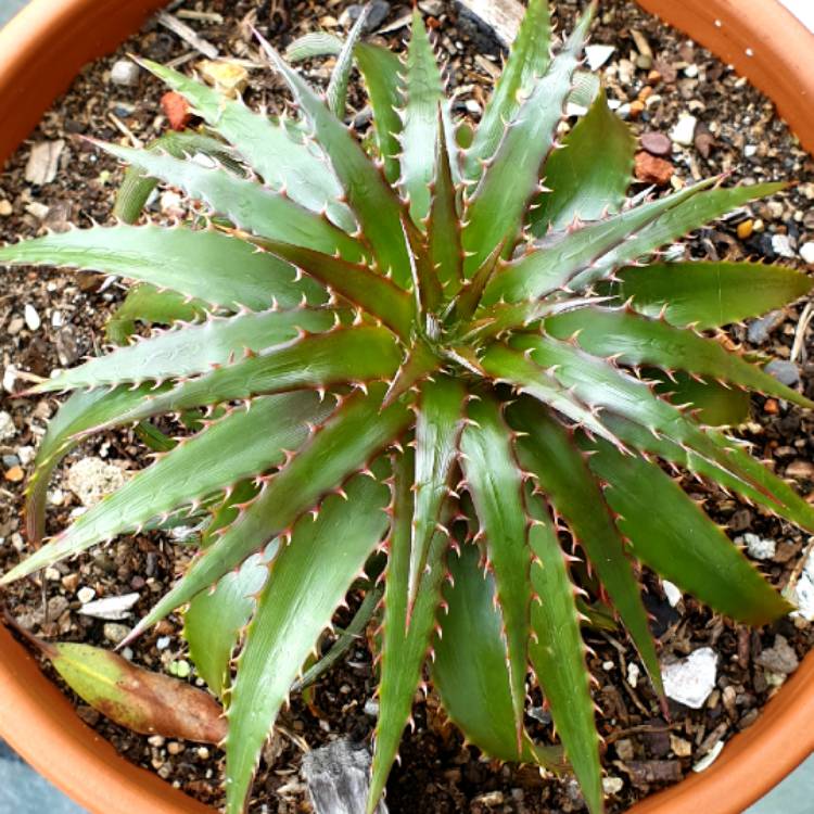 Plant image Dyckia