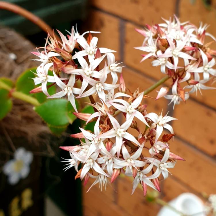 plant image 1263856 plant image 1263856