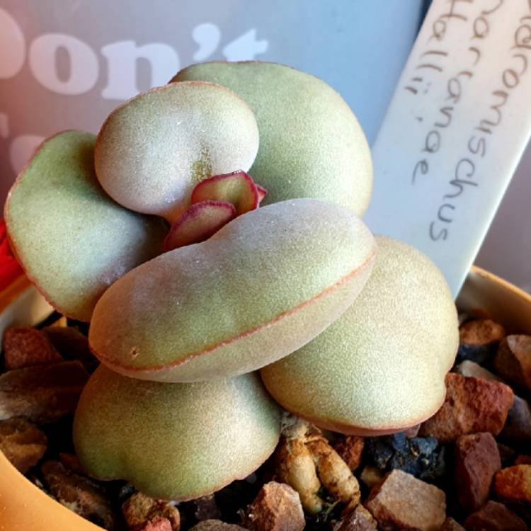 plant image 1268762