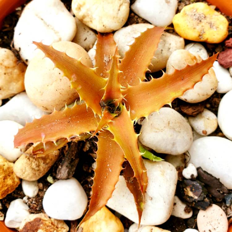 plant image 1272085
