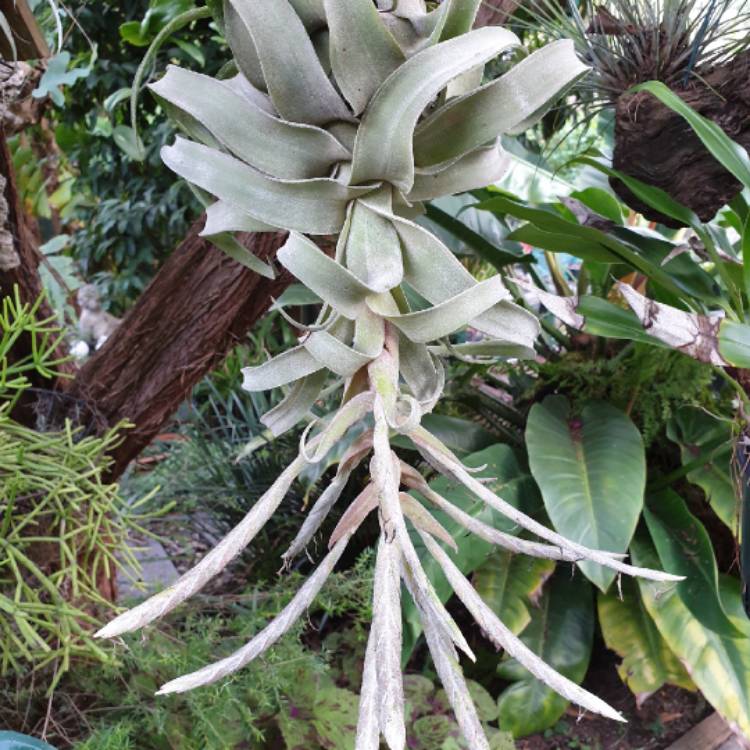 plant image 1272154 plant image 1272154