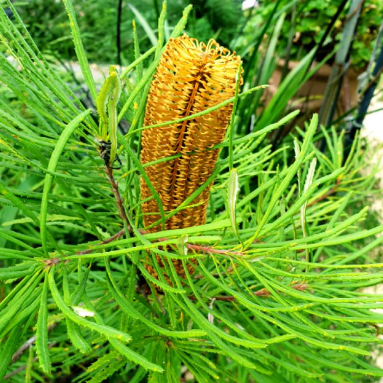 plant image 1272859 plant image 1272859