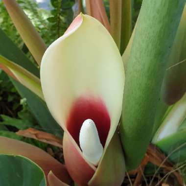 Philodendron