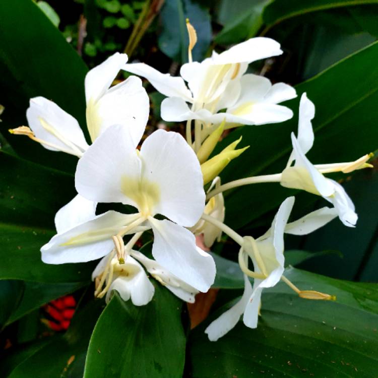plant image 1279732