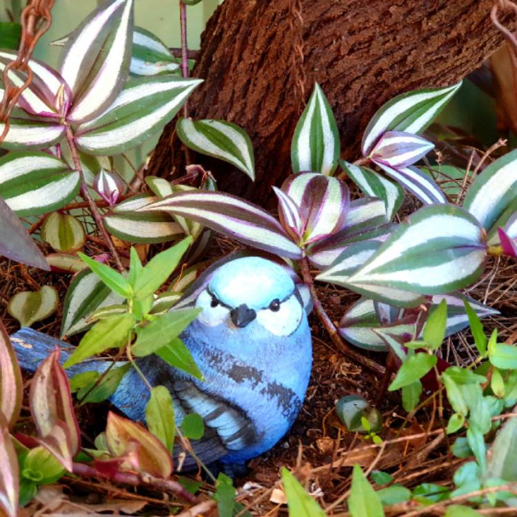 plant image 1291551 plant image 1291551