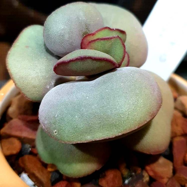 plant image 1295371