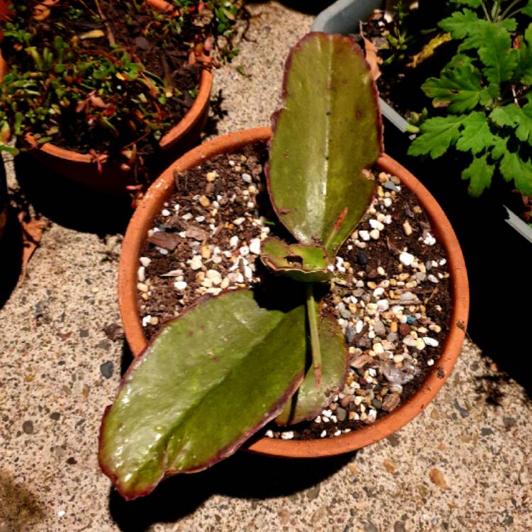 plant image 1306546 plant image 1306546