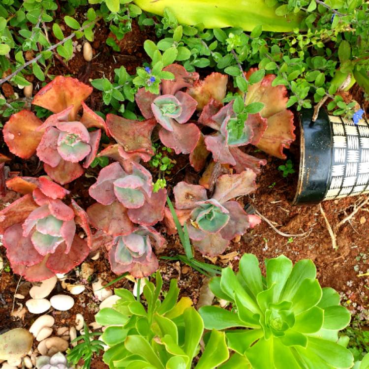 plant image 1308525 plant image 1308525