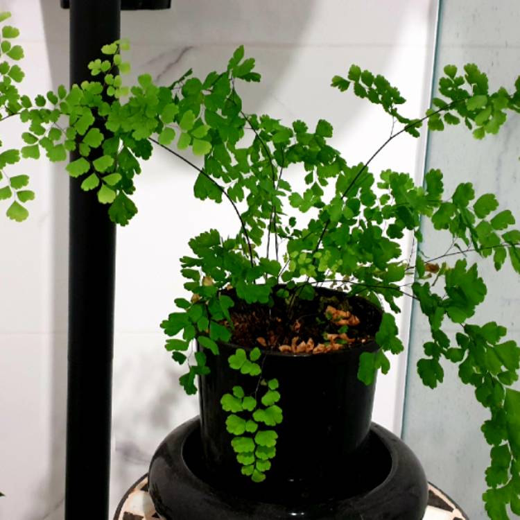 plant image 1309693