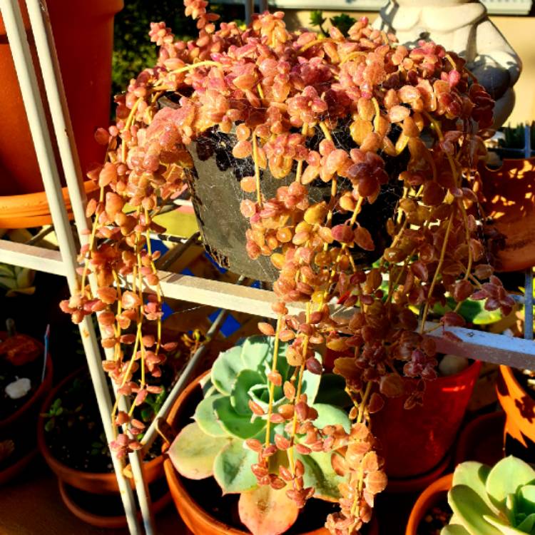 Plant image Coleus prostratus syn. Plectranthus prostratus