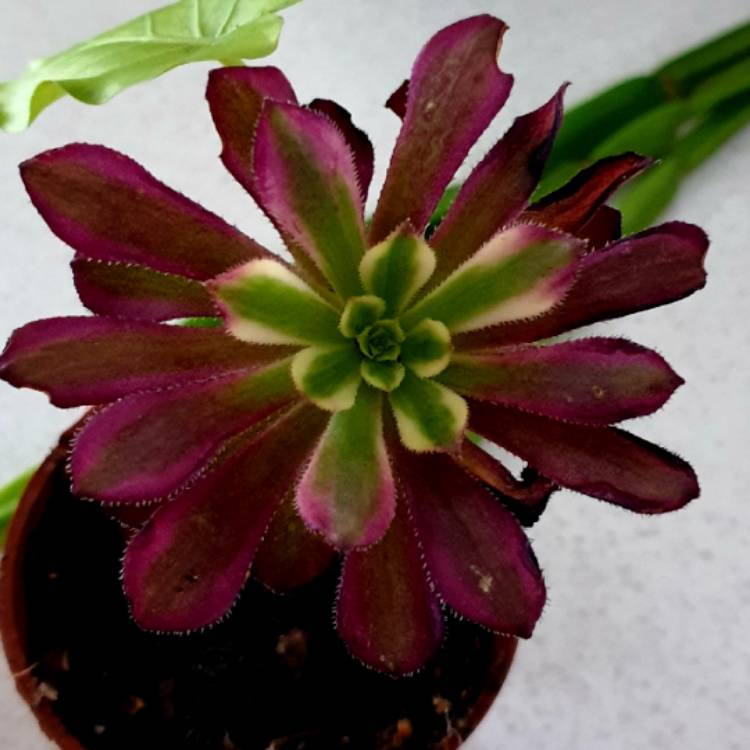 plant image 1313943