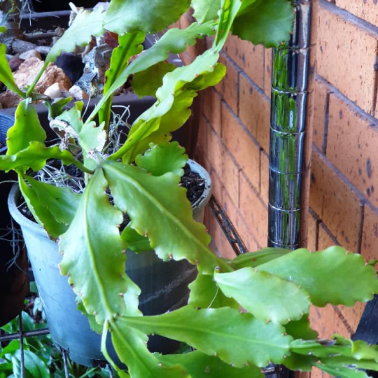 Plant image Rhipsalis Goebeliana