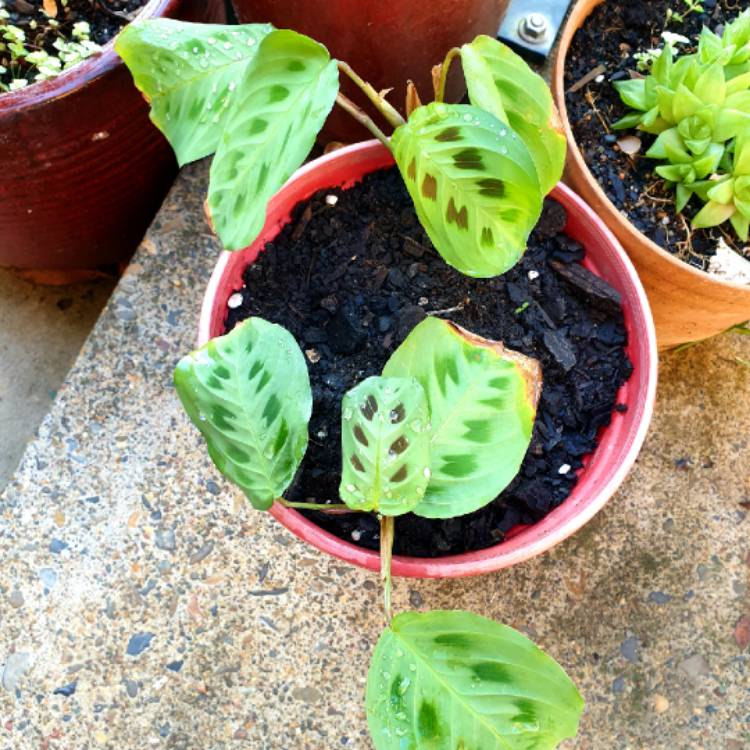 plant image 1316260 plant image 1316260