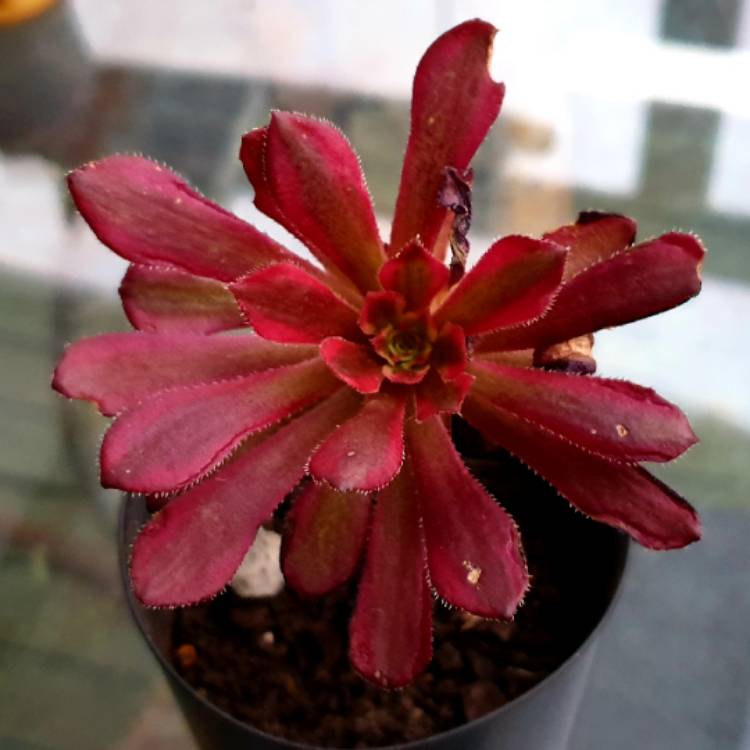 plant image 1320347