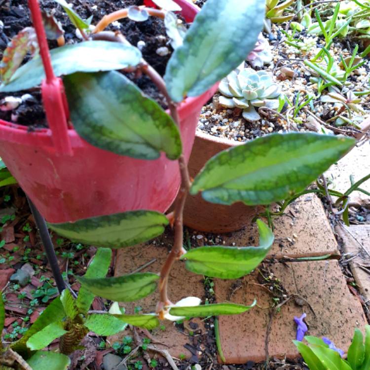 Plant image Pellionia Repens