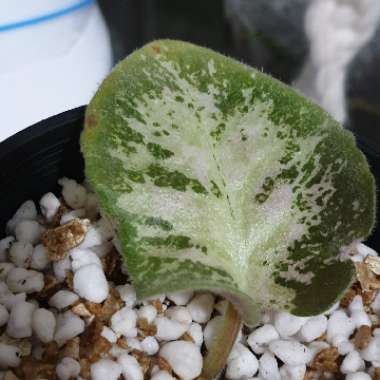 Streptocarpus sect. Saintpaulia  syn. Saintpaulia