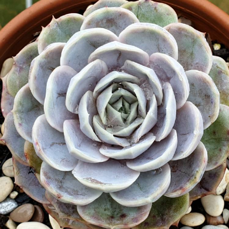 plant image 1329046 plant image 1329046