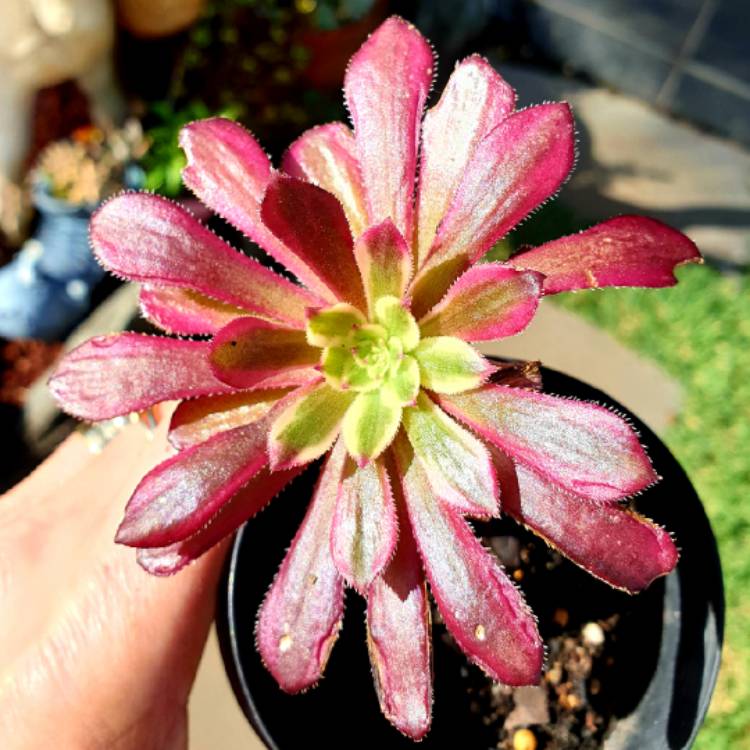 plant image 1334666