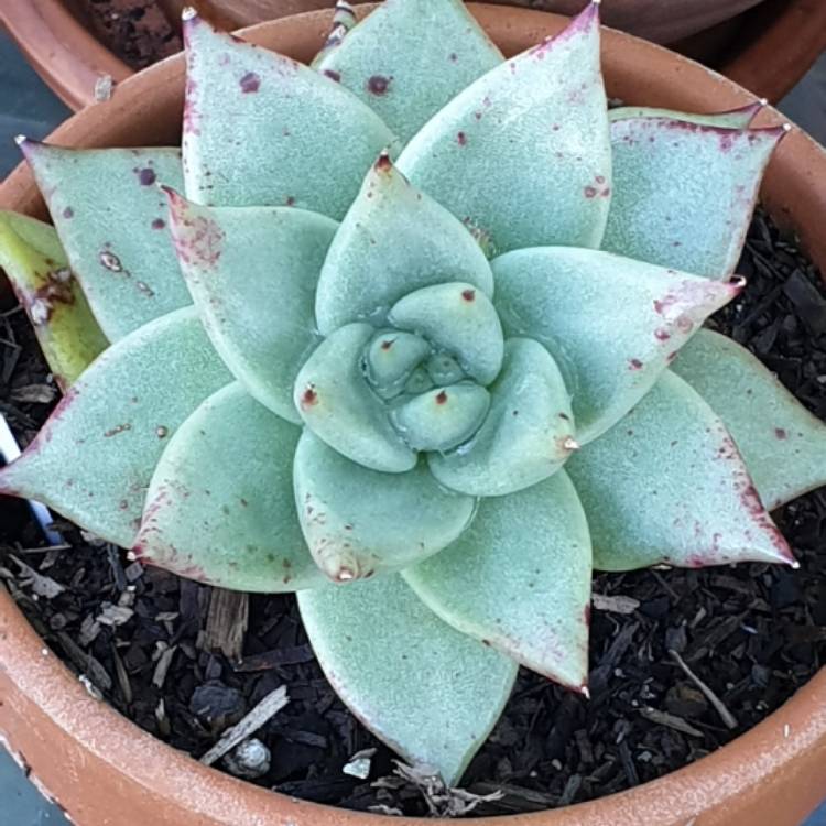 plant image 1334677 plant image 1334677