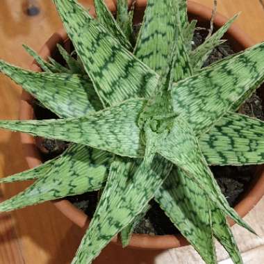 Aloe 'Guido'
