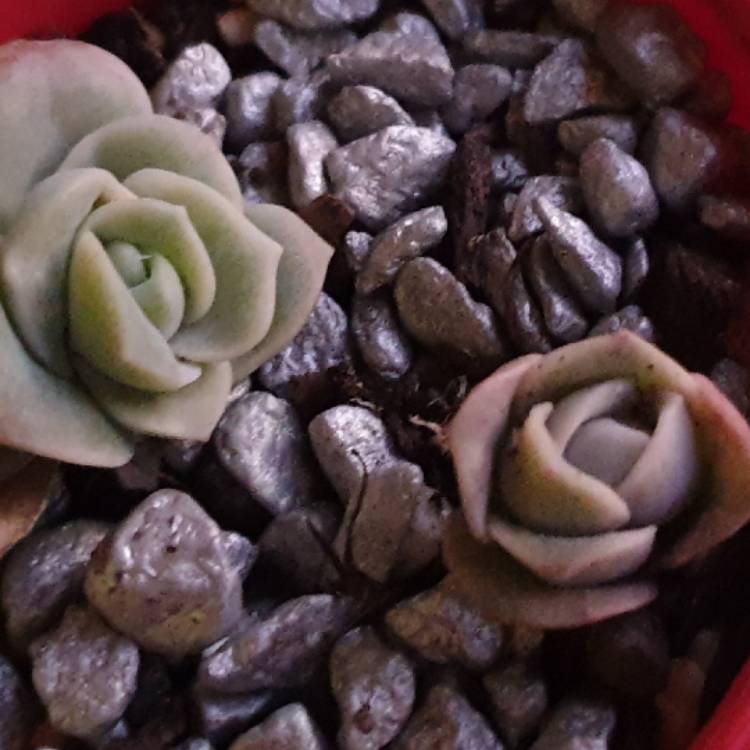 plant image 1347132 plant image 1347132