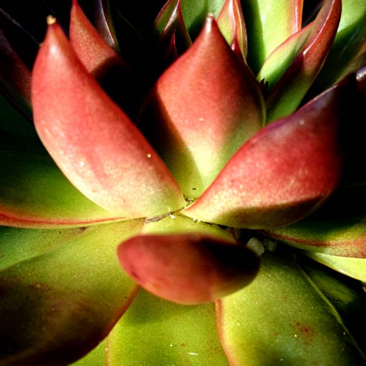 plant image 1348635 plant image 1348635