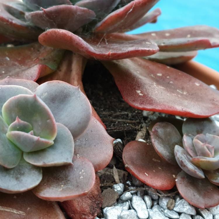 plant image 1350238 plant image 1350238