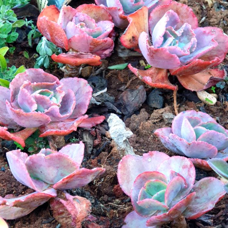 plant image 1350890 plant image 1350890