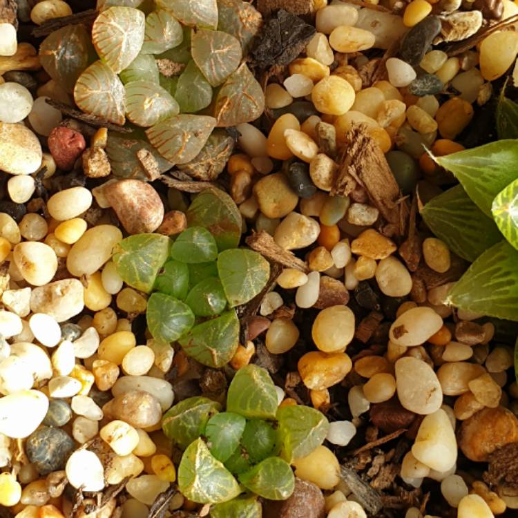 plant image 1354946 plant image 1354946