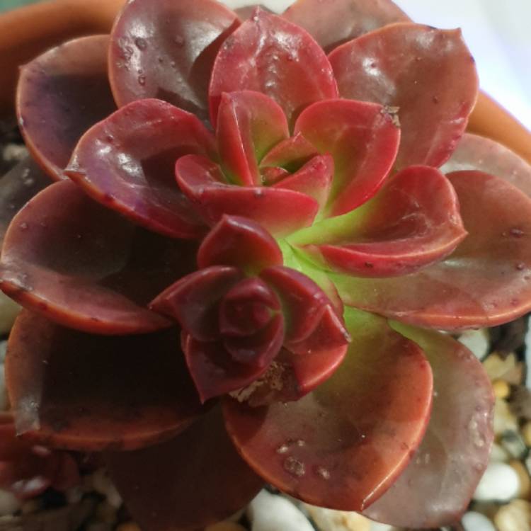 plant image 1357858 plant image 1357858