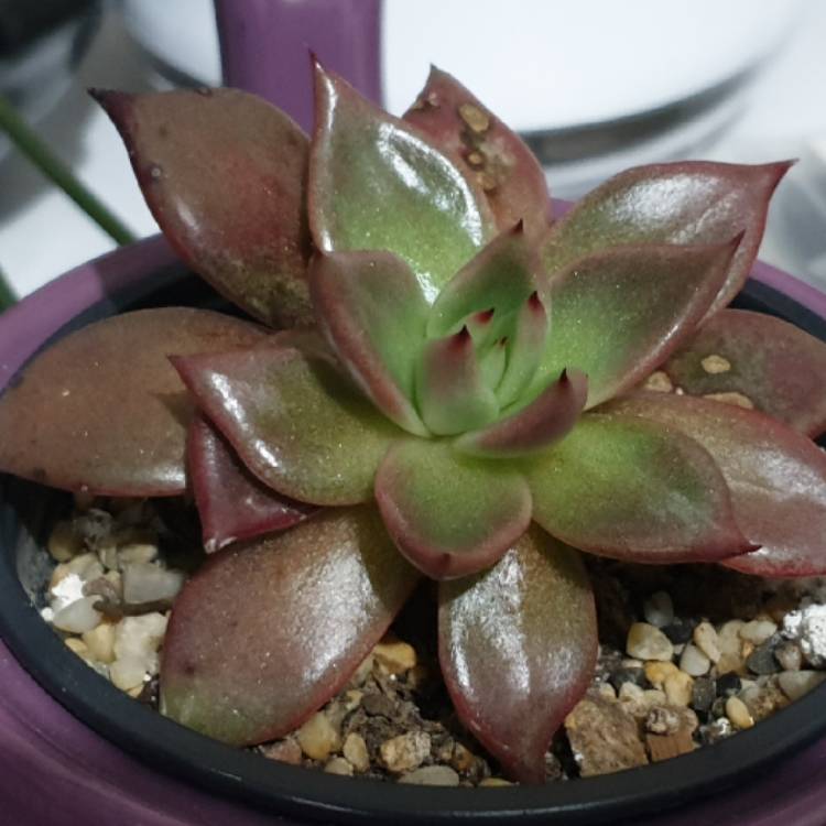plant image 1357885 plant image 1357885