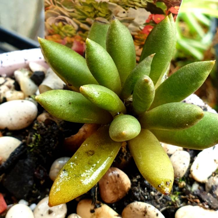 plant image 1371002