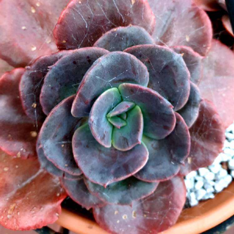 plant image 1373639 plant image 1373639